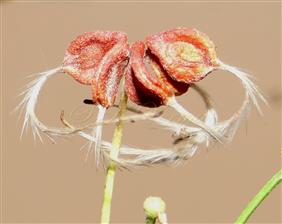 Group of Achenes